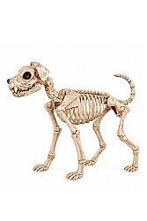 Köpek İskelet Max 40 cm