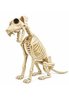 Köpek İskelet Sit 40 cm - 1